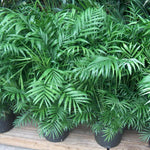 Live Palm Tree Plant in 3 Gallon Pot, No CA, Large Fully Rooted Size, Ready to Plant for Home Décor Indoor Outdoor Landscape, Rare Palm Trees, Green Palm