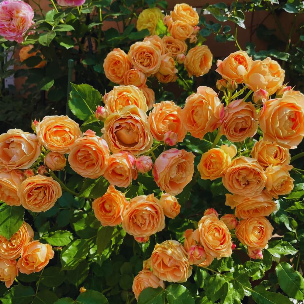 Roses Live Plant, Climbing Rose Plant Live from 5'' Tall, Bush Shrub Plants, Fragrant Flower Garden (Orange)