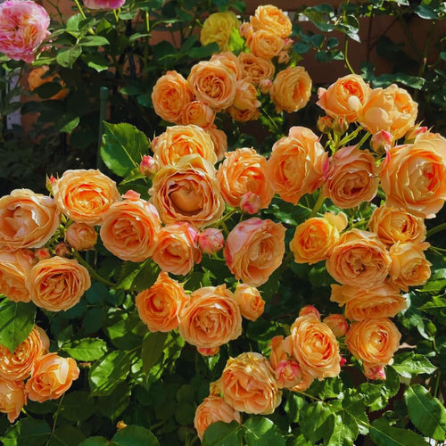 Roses Live Plant, Climbing Rose Plant Live from 5'' Tall, Bush Shrub Plants, Fragrant Flower Garden (Orange)