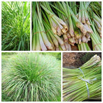 Large 20 Lemon Grass Stalks Plants for Outside Live, Bare Root Lemongrass Plant Live Fresh Well-Rooted, Lemongrass Herb Plants