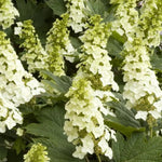 Hydrangea Plant Live Tree Dormant in Winter, Vibrant Color Bloom, 5-11" Well-Rooted Hydrangea Shrub Bush for House Planting Outdoor (Snow)
