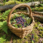Black Huckleberry Fruit Tree 4-6 Inches in 4 Inch Pot, Live Berry Bush for Patio Pots, Garden Borders and Outdoor Growing