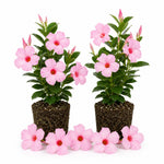 2 Pink Mandevilla Plants Live 4–7" Tall, Live Mandevilla Flowering Tropical Vines for Patio, Containers and Backyard Landscaping