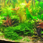 Aquarium Water Grass Seeds, 100 Aquarium Plant Seeds, Water Grass Ground Covering Plant Seed, Grass Seed for Ground Covering