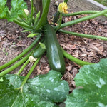 Green Summer Squash Live Plant in 4 Inch Pot, 4-6" Tall Zucchini