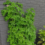2 Citronella Scented Geranium Plants Live for Planting Indoor Outdoor 4-8 Inches, Fragrant Citronella Plant Ground and Container Growing