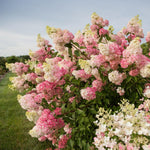 Hydrangea Plant Live Tree, Pink to White Color Bloom, 5-10" Well-Rooted Hydrangea Shrub Bush for House Planting Outdoor, Dormant