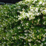 2 Jasmine Plants Live, Fragrant White Jasmine Live Plants, Fast Growing Flower Plants for Outdoor Garden, 5-7'' (Star Jasmine)