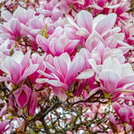 Magnolia Tree Live Plant 6 to 12 Inch Height, Fragrant Magnolia Plant Live to Grow, Magnolia Bush Flowers (Saucer Magnolia)