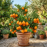 Mandarin Orange Tree, Large Sweet Mandarin Plants Live, 1.5 Years Old Tree, 1-2 Feet Tall, Fragrant Citrus Trees for Patio and Outdoor Garden