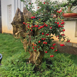 Set of 3 Acerola Cherry Trees Live Plant, 5-10 Inch Tall Tropical Fruit Plants, No Pot, Outdoor Cherry Plant in Spring, Cold Hardy