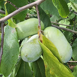 2 Pawpaw Trees Live Dormant, Cold Hardy Paw Paw Fruit Seedlings Bare Root 6-12 Inch Tall, Indoor Outdoor