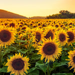 2 Starter Sunflower Live Plants for Planting, Very Fast-Growing for Year Round Blooming, 3-5 Inches in Tall