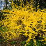 Lynwood Gold Forsythia Bush, Fragrant Forsythia Flower 6 to 12 Inch Tall in Pot, Yellow Forsythia Plant