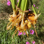 Pack 10 Turmeric Root, Fresh Yellow Turmeric Roots, Curcuma Longa Ginger Roots for Planting or Culinary, Suited for Zones 8 to 11