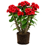Red Euphorbia Crown of Thorns Plant, Perennial Succulent Live Plant Indoor Outdoor 4-7 Inches