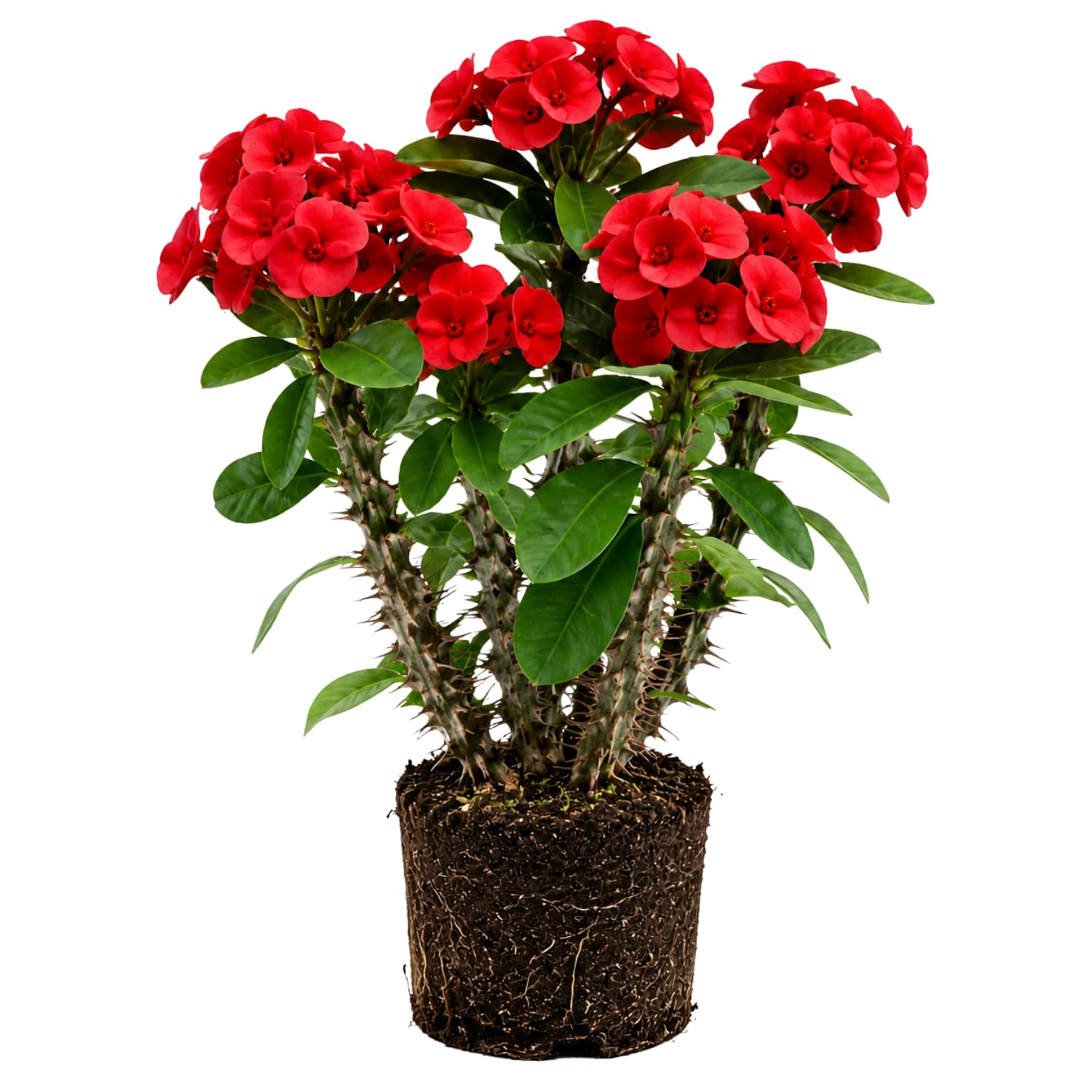 Red Euphorbia Crown of Thorns Plant, Perennial Succulent Live Plant Indoor Outdoor 4-7 Inches