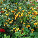 Meiwa Kumquat Tree Live Plant 1 Gallon Pot, Orange Kumquat Live Plant, Sweet Citrus Fruit Tree for Indoor Outdoor Growing