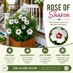 White Red Rose of Sharon Plant, Summer Bloom Garden Shrub, 6-12 Inch Tall