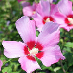 2 Althea Rose of Sharon Hibiscus Shrubs Live Seedlings, Bareroots 1 to 2 Feet Tall, Hardy Perennial Flowering Bushes for Garden (Pink)