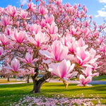 Set of 2 Magnolia Trees Live, 8-12 Inches Tall Cuttings Hardy Fragrant Flowering Magnolia Plants for Outdoor Garden (Jane Magnolia)