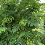 Live Moringa Tree Plant, Moringa Oleifera Plants, 6-10 Inch Tall in 4 Inch Pot, 2 Plants Per Pot for Planting