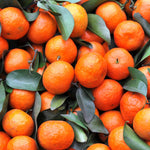 Grafted Golden Mandarin Plant Live, Tangerine Plant, Cold-Hardy Citrus Tree, 2-3 Feet Tall in Gallon Pot, Edible Sweet Fruit Tree for Garden