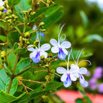 Blue Butterfly Clerodendrum Plant Live, 5-9" Tall Tropical Flowering Shrub, Clerodendrum Vine