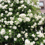 Starter Climbing Roses Live Plants, Rose Bushes Ready to Planting, No Pot, Cut Back, Well Rooted, 6-8 Months Old (White)
