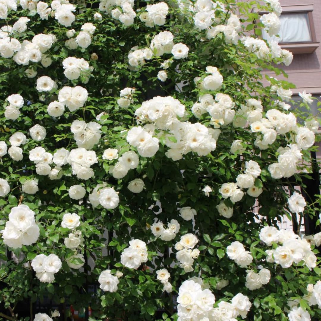 Starter Climbing Roses Live Plants, Rose Bushes Ready to Planting, No Pot, Cut Back, Well Rooted, 6-8 Months Old (White)