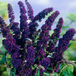 2 Butterfly Bush Live Plants, Deep Black Buddleia Shrubs, 5–9 Inch Tall, Fragrant Flowering Shrubs, No Pot