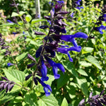 3 Blue Salvia Sage Plants 4–7" Tall, Perennial Live Flowering Garden Plants for Outdoor Growing, Vibrant Salvia Plant Starter