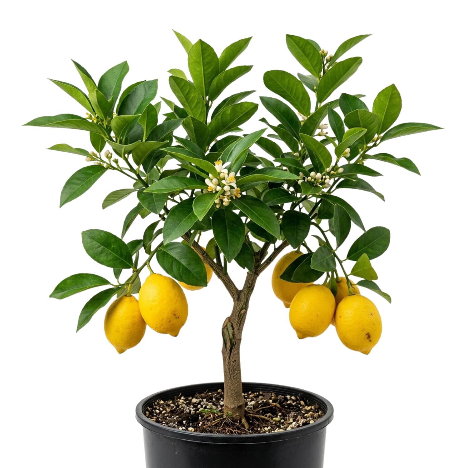 Live Grafted Meyer Lemon Citrus Tree, Edible Lemon Plant 2-3 Feet Tall in Pot, Well Rooted, Fragrant Yellow Fruit Tree for Home Garden