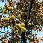 Set 4 Pecan Trees Plants Lives Bare Roots, Hardy Nut Tree, 1 to 2 Feet Tall, Pecan Bare Roots, No Leaves, No Pot