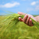 3 Lb Rye Cover Crop Seeds for Planting Lawn, Cover Crop Seeds, Garden Grass Seed, Easy to Plant