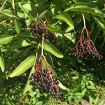 Black Elderberry Plant Live, Berry Shrub, 2-3 Ft Tall
