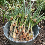 5 Egyptian Walking Onions Plants, Egyptian Onions Plant for Planting