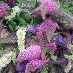 Pack 2 Butterfly Bushes Live Plant, Fragrant Buddleia Bush Shrub, 4 to 9 Inch Tall (Mixed Blooms)