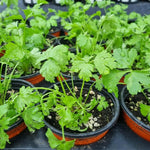 4 Parsley Plants Live for Planting, Parsley Herb Plant, from 5 to 7 Inc Long