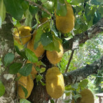 Live Sweet Jackfruit Tree in 2 to 3 Feet Tall, Yellow Jackfruit Plant One Gallon Pot, Well Rooted Jack Fruit Plant Seedling for Planting