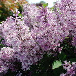 2 Pots Lilac Live Shrub Plant, Hardy Fragrant Flowering Bush for Outdoor Planting, 6-12 Inch Tall (Lavender)