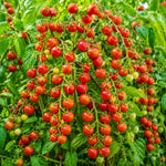 2PPP Cherry Tomato Plants Live, Garden Vegetable Plant, 5-8'' Tall