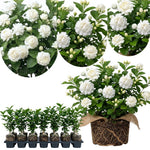 Duke Jasmine Live Plant – Climbing White Flower Vine, Fragrant Indoor & Outdoor 4-6” Tall Decorative Plant