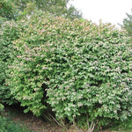 Set 2 Burning Bush Bare Roots 6-12'' Tall, Ready to Grow, Hardy Shrubs for Landscaping, Red Fall Foliage
