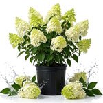 Lime Hydrangea Live Plant, Bloom Shrub, 6-12 Inch Tall