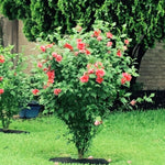 2 Althea Rose of Sharon Hibiscus Shrubs Live Seedlings, Bareroots 1 to 2 Feet Tall, Hardy Perennial Flowering Bushes for Garden (Red)