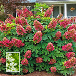 Hydrangea Plant Live Tree Dormant in Winter, Vibrant Color Bloom, 5-11" Well-Rooted Hydrangea Shrub Bush for House Planting Outdoor (Ruby Slipper)
