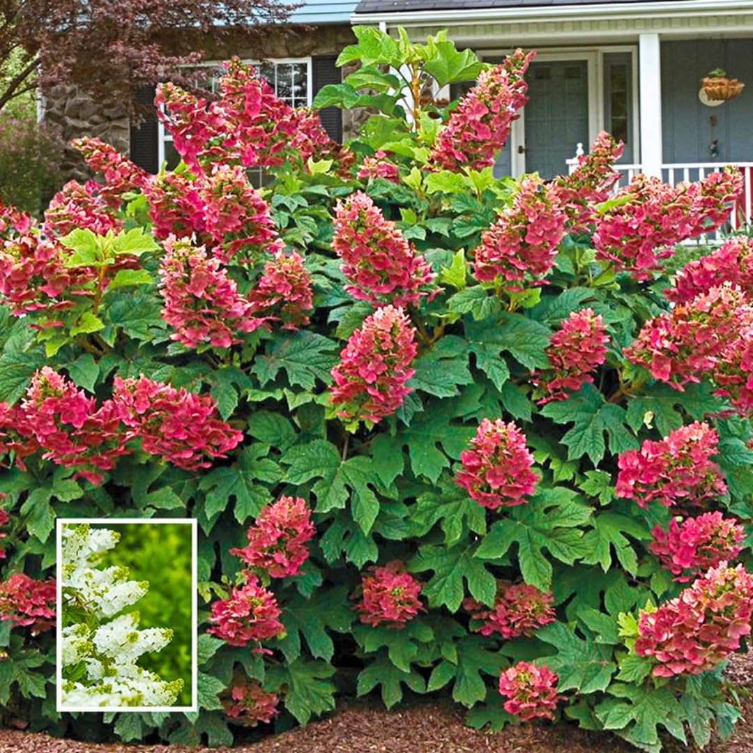 Hydrangea Plant Live Tree Dormant in Winter, Vibrant Color Bloom, 5-11" Well-Rooted Hydrangea Shrub Bush for House Planting Outdoor (Ruby Slipper)
