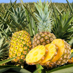 Gold Pineapple Plants Live, Fragrant Pineapple Tree, Edible and Fruit Bearing for Gardens and Patios, 4 to 6 Inches Height
