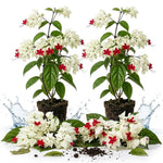 2 White Bleeding Heart Plants Live, Fragrant Flower Vine, Clerodendrum